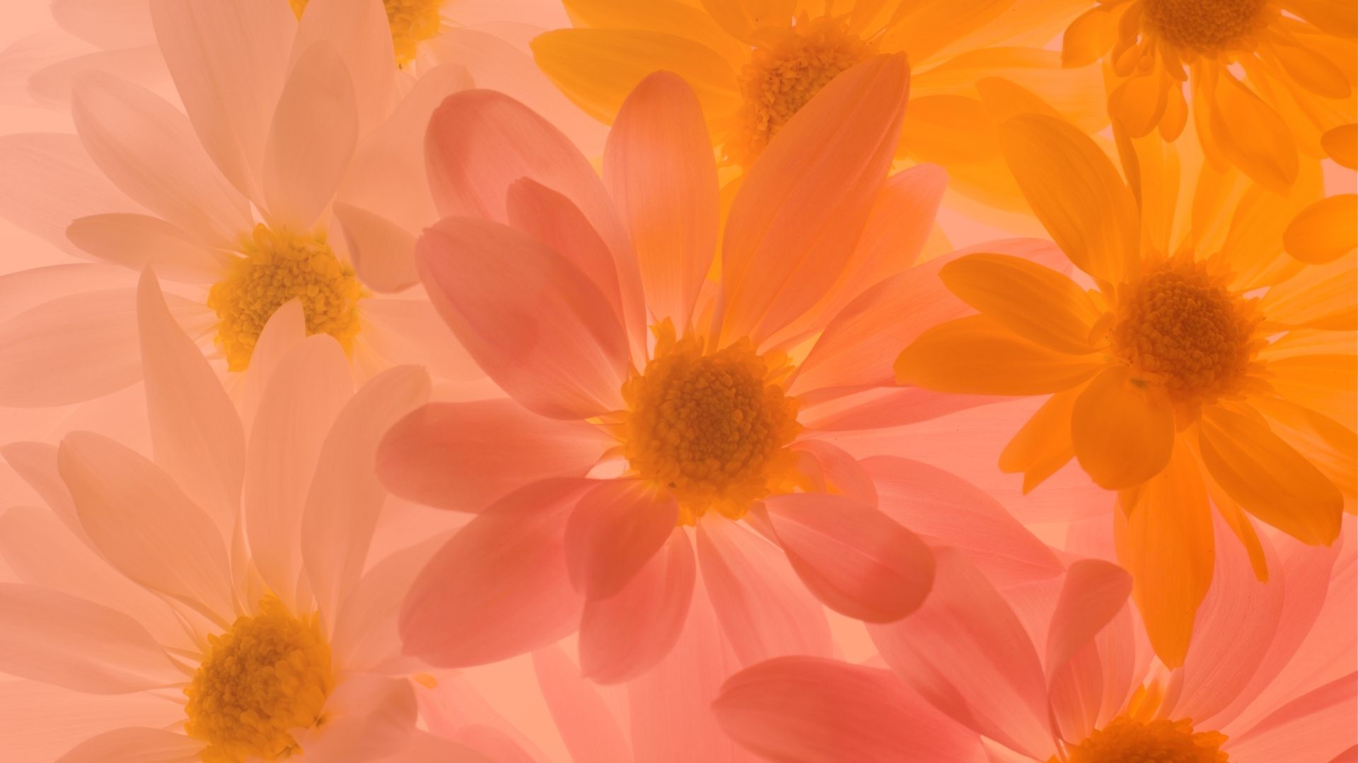 100+ Flower PNG Images Transparent Background Free Download
